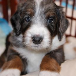 Australian Mountain Doodle, Australian Shepherd, Bernedoodle, Labradoodle, and Poodle Puppies from Island View Poodles & Doodles