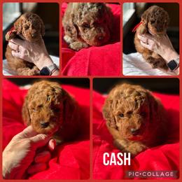 Cash - Red  male Poodle puppy in Mount Vernon, Illinois from AMC Poodles