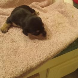 Girl 3 - Black and tan female Dachshund puppy in Warrenville, South Carolina from Sherman's Dachshunds