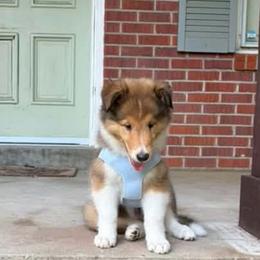 Billie - Sable and white female Collie puppy in Carencro, Louisiana from Cajun Bayou's Collies LLC