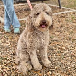 BENSON - Merle male Goldendoodle puppy in Bay City, Texas from Charming Doods Goldendoodles
