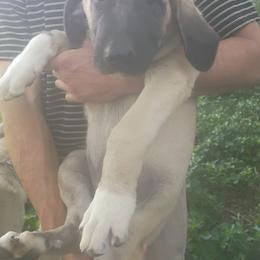 Boy 2 - Fawn male Kangal puppy in Indian Trail, North Carolina from Carolina Kangals