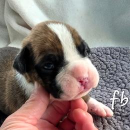 Flashy brindle male - Brindle male Boxer puppy in Farmington, Pennsylvania from Impression's Boxers