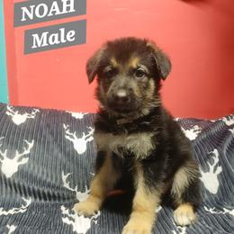 Noah Grey collar - Black and red male German Shepherd puppy in Bedias, Texas from TiPi S Ranch's German Shepherds