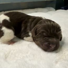 Cosmo - White and brown male Newfoundland puppy in Conroe, Texas from SugarPaws Newfoundlands