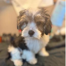 Chuck - Black & tan tri-color male Morkie puppy in Florence, Kentucky from 4paws4ever by Design