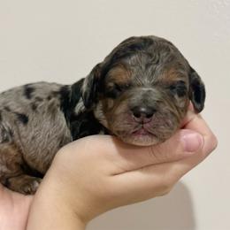 Beau - Merle male Cockapoo puppy in Liberty, Kentucky from Kentucky Cockapoos