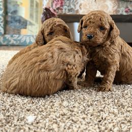 Winston - Red  male Poodle puppy in Colerain, North Carolina from Lisa's Poodles