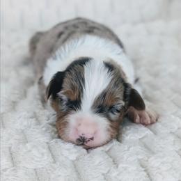 Boy 2 (Black) - Blue merle male Australian Shepherd puppy in Yakima, Washington from Naches Heights Ranch