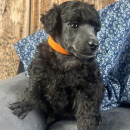Orange Collar Boy - Silver male Poodle puppy in Kingston, Oklahoma from Tribal Poodles