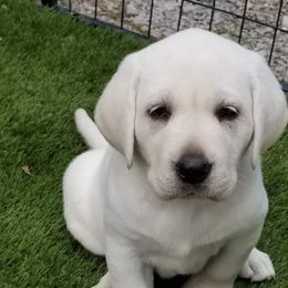 Labrador Retriever Puppies from Hilsabeck Labs