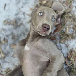 Weimaraner Puppies from Waggin' Weims