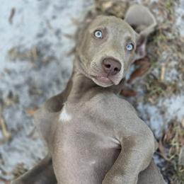 Weimaraner Puppies from Waggin' Weims