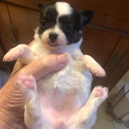 Gale Weathers - Black and white female Chihuahua puppy in Amelia, Virginia from Pannell’s Precious Pups