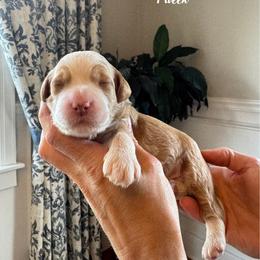 Maple - Green collar male - Parti male Goldendoodle puppy in Oswego, New York from Kings Royal Mini Doodles by King Farms
