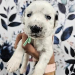 Furby - White and black female Dalmatian puppy in Gray, Georgia from Fuller Spots
