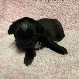 Darcy - Black and white female Shih Tzu puppy in Jasper, Indiana from Jacob’s Spoiled Shih Tzu