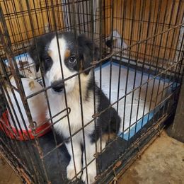 Gina - Black tri-color female Australian Shepherd puppy in Rossville, Tennessee from GoodSprings Aussies