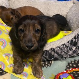 Dachshund Puppies from Yellowstone Dachshunds