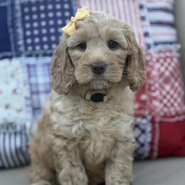 Cupcake - Caramel female Australian Labradoodle puppy in Citrus Heights, California from Elite Blend Labradoodles