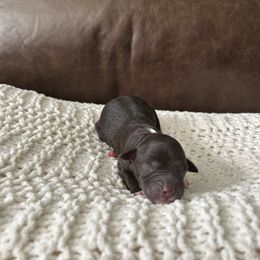 Sonny - Black phantom male Aussiedoodle puppy in Bells, North Carolina from Apple Kreek Kennels