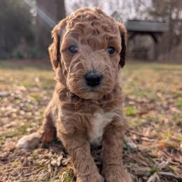 Purple - Apricot female Goldendoodle puppy in Midland, North Carolina from Alger Farm, LLC