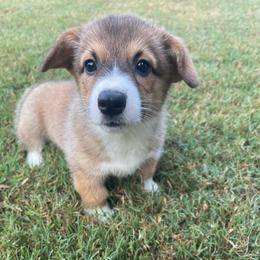Yellow boy - Sable male Pembroke Welsh Corgi puppy in Adairsville, Georgia from R&R Corgis
