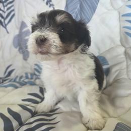 Ellie - Parti female Miniature Schnauzer puppy in Paradise, Utah from Highbornschnauzers