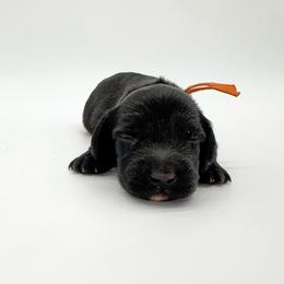 Sunny (AKC solid black) - Black male Dachshund puppy in Waddell, Arizona from Neu Doxies