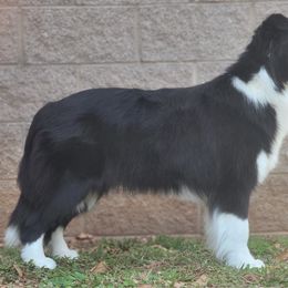 Jane - Border Collie