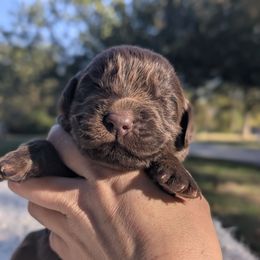 Yellow Boy Adopted - Brown male Newfoundland puppy in Independence, Missouri from K & L Ranch