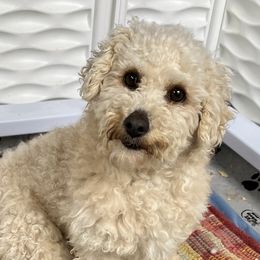 Finley - Poodle