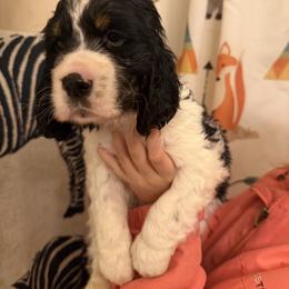 Apalachicola (Cola) - Black white and tan male English Springer Spaniel puppy in Huntingdon, Pennsylvania from Indian Creek Springers and Doxies