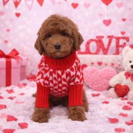 Milo - Red  male Goldendoodle puppy in Anaheim, California from Cuddle Bear Doodles
