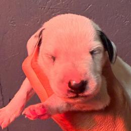 Champ - White and black male Dalmatian puppy in Newfoundland, Pennsylvania from Poconopaws