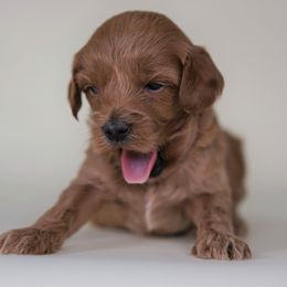 Cockapoo Puppies from Eden Dog