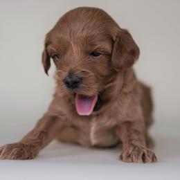Cockapoo Puppies from Eden Dog
