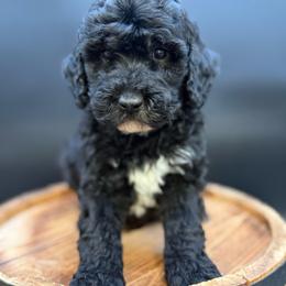 Phillip - Black male Goldendoodle puppy in Hayden, Alabama from Agape Southern Farms