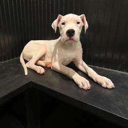 Yellow - White female Dogo Argentino puppy in Powder Springs, Georgia from Primo Kennels
