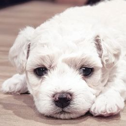 Bichon Frises from Bichon De Amor