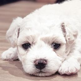 Bichon Frises from Bichon De Amor