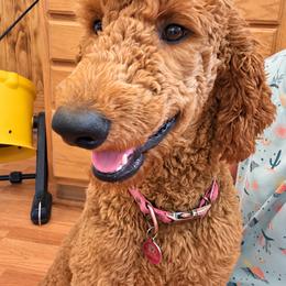 Roxy - Poodle
