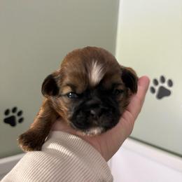 Milo - Gold and white male Shih Tzu puppy in Northridge, California from Our ShihTzu Family