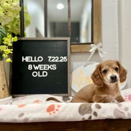 Sandy - Fawn female Dachshund puppy in Goodyear, Arizona from AZ Low Life Doxies