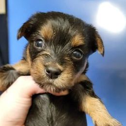 Yorkshire Terriers from Small and Mighty Yorkies
