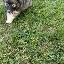 Siberian Husky Puppies from Rose Trail Siberian’s