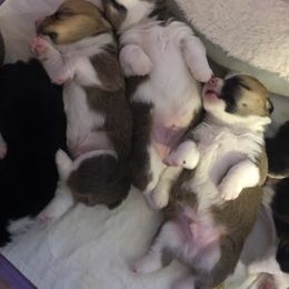 Pembroke Welsh Corgi Puppies from Georgia Corgis of the Westwood Realm