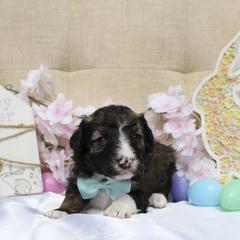 Titan - White and black male Bordoodle puppy in Ashland, Ohio from Cherry Blossom Doodles