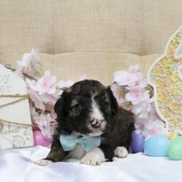 Titan - White and black male Bordoodle puppy in Ashland, Ohio from Cherry Blossom Doodles