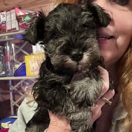 Female - Salt and pepper female Miniature Schnauzer puppy in La Fayette, Georgia from Daniels Mini Schnauzers